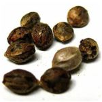 Семена марихуаны АК-47  (Seeds AK-47) в Дмитровске